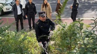 小区绿化带出现“加拿大一枝黄花”，湖北黄石警方联合多部门铲除