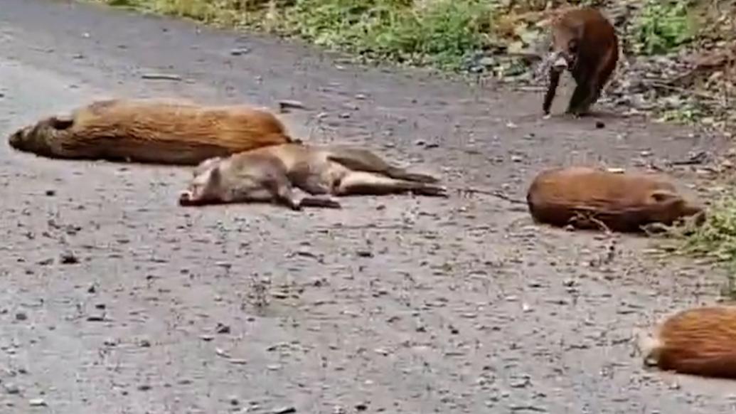 6头野猪跳崖坠落公路5死，县林草局：事发时正遭猎狗追捕