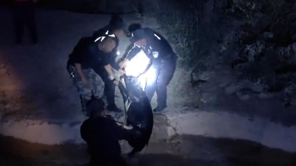牛犢落水被沖出百米,巡警下水救起