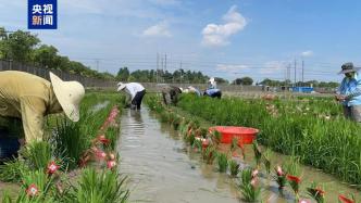 中國科學(xué)家發(fā)現(xiàn)植物免疫激活新機(jī)制