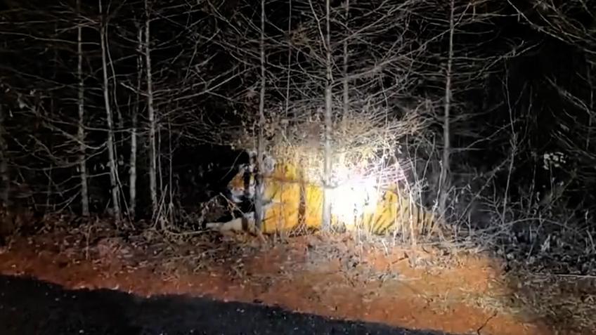 職工巡邏發(fā)現(xiàn)野生東北虎？林場(chǎng)：已上報(bào)林業(yè)局