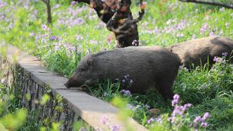 南京开出91.5万预算“种群防控”300头野猪，一企业中标后又弃标