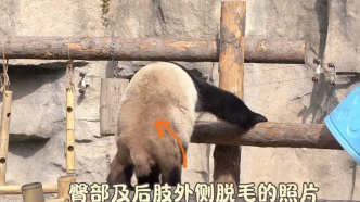 上海野生動物園大熊貓“脫毛”是生病嗎？園方：常見斷毛現象