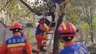 八旬老人住養老院“不服老”，爬樹摘柿子被卡樹杈