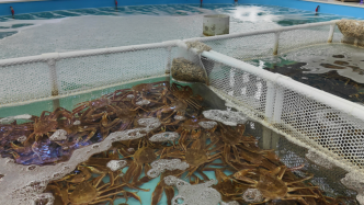 年進口150萬只，小城琿春如何成為“帝王蟹之都”？