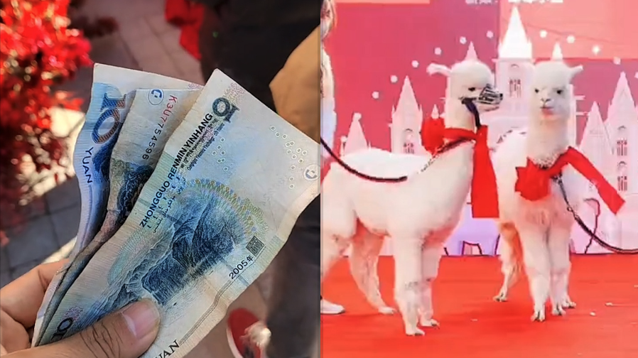 幼兒園回應(yīng)“為羊駝辦婚禮家長隨禮”：收取一定活動經(jīng)費，總體還虧錢