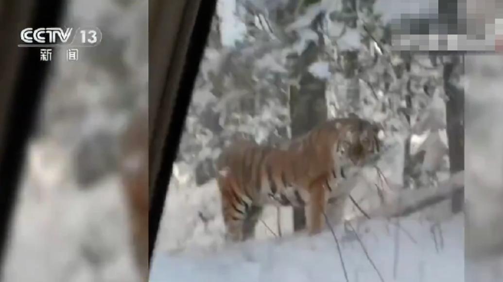 野生東北虎時隔30年再現(xiàn)長白山保護(hù)區(qū)