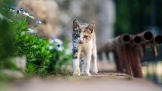 喂流浪猫被咬伤，20岁小伙反复高烧视力减退确诊“猫抓病”