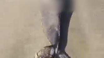 廣東惠東縣發(fā)現(xiàn)印太江豚尸體，游客試圖拖走已被批評(píng)教育