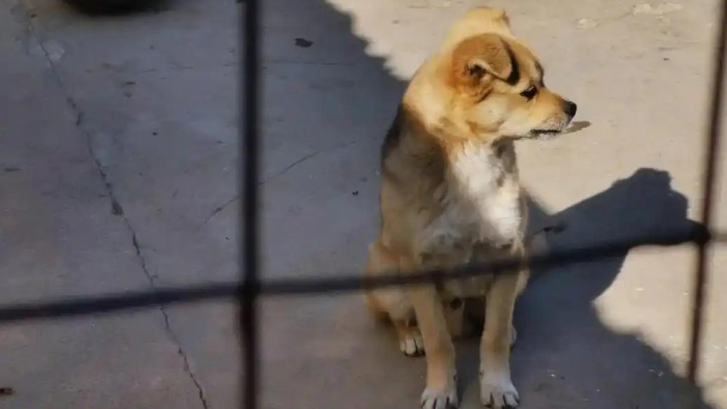 動物專家談農村犬只傷人:寵物管理存在城鄉二元化特征