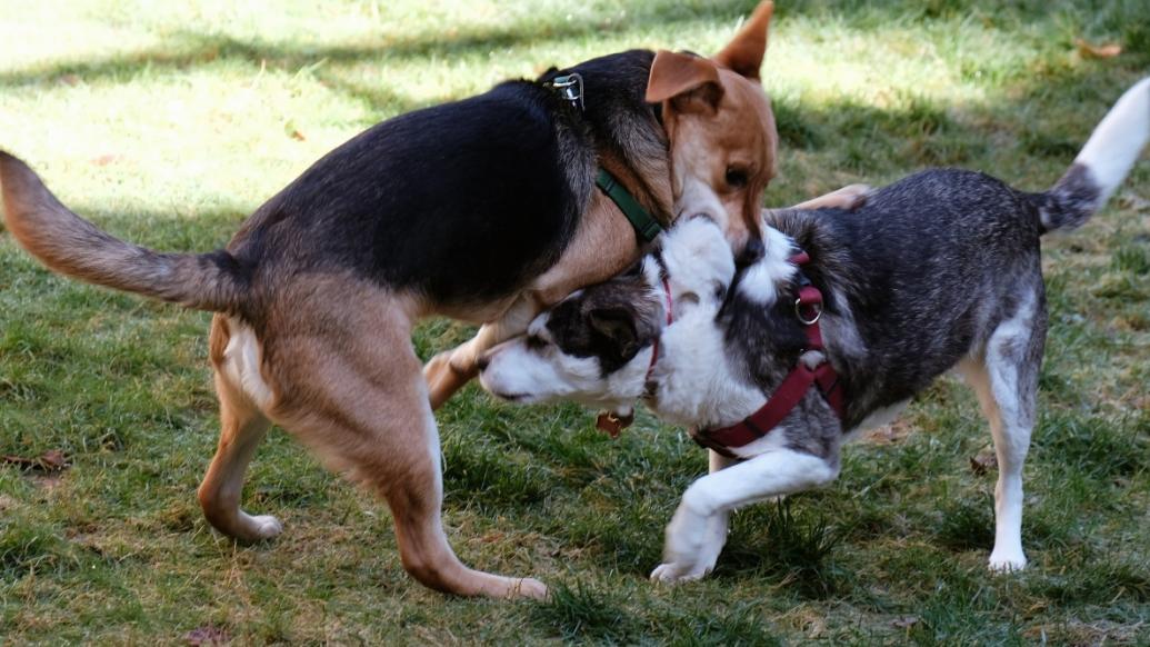 犬只傷人事件頻發,動物專家建議:對烈性犬的飼養、買賣建立跟蹤制度