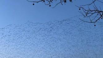 攝影愛好者拍到“鳥浪”掠過天空