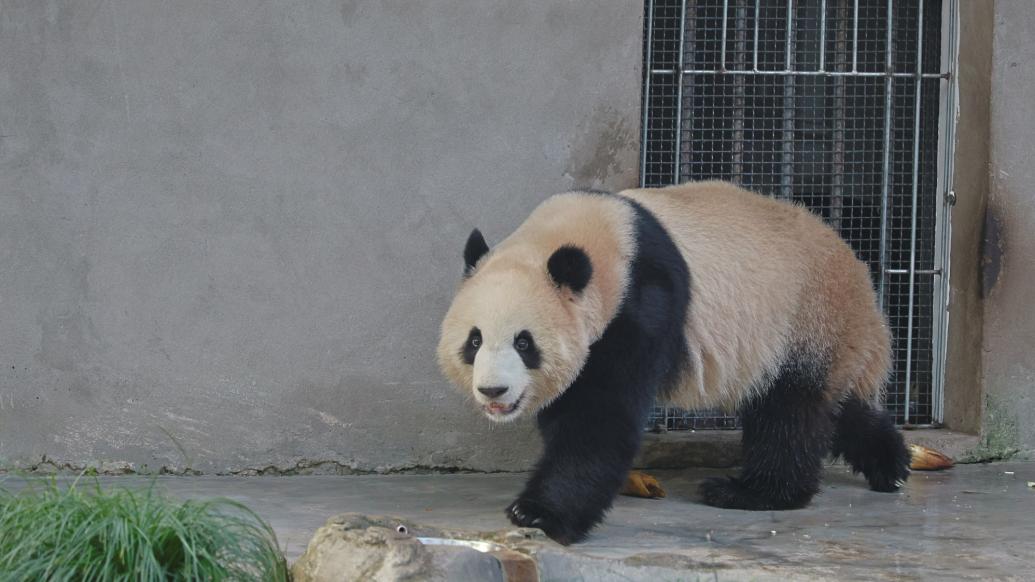 重庆动物园：针对大熊猫眼周疾病问题，对“渝可渝爱”暂时分圈饲养