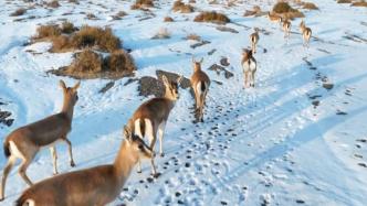 新疆巴州：成群鵝喉羚雪地覓食萌態(tài)盡顯