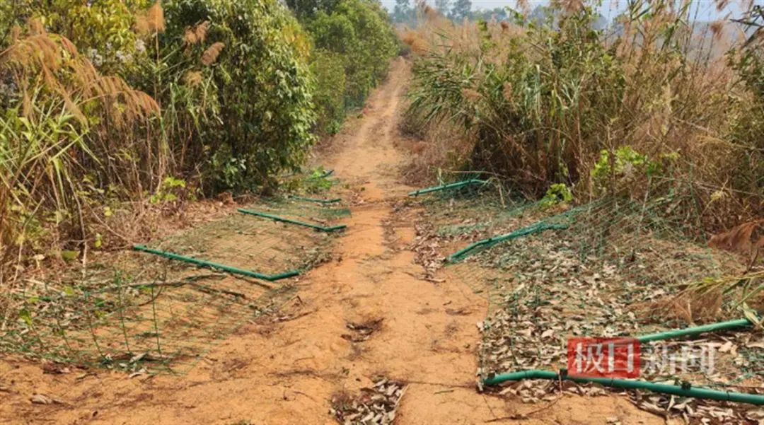 普洱一投资两千多万果园屡遭野象群破坏，林草局：协调保险公司补偿