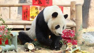 動(dòng)物們?cè)趺催^小年？上海野生動(dòng)物園備好了專屬菜肴