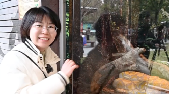 小浪花過大年｜蛇年看蛇，上海野生動(dòng)物園新春氛圍感已拉滿