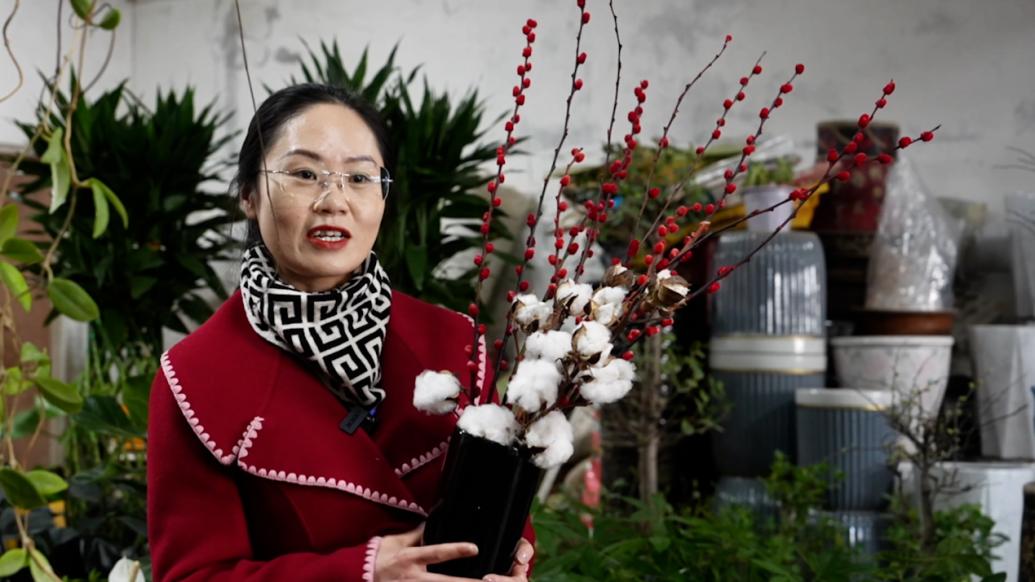 寓意美好、觀賞期長,棉花變身“年宵花”受到消費者歡迎