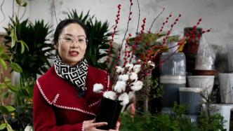 寓意美好、觀賞期長，棉花變身“年宵花”受到消費者歡迎
