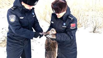發現河貍趴在冰面上，民警抱走救助