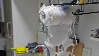 春节留鹦鹉独自在家，主人回来发现它把家“拆”了