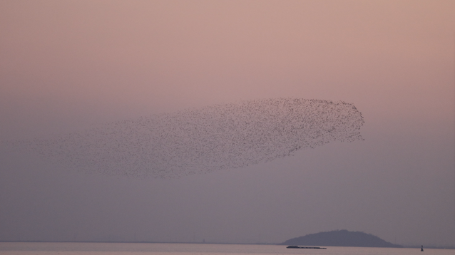 合肥巢湖上空出現(xiàn)花臉鴨“鳥浪”，好似“大魚海棠”