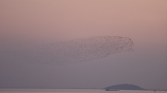 合肥巢湖上空出現(xiàn)花臉鴨“鳥浪”，好似“大魚海棠”