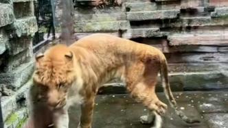 動物園回應(yīng)“獅虎獸瘦成皮包骨”：年紀(jì)偏大，身體檢查顯示正常