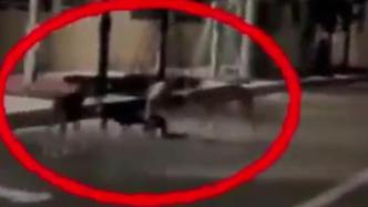遛狗未牽繩犬只咬死小貓，街道：非烈性犬，犬主道歉并補償