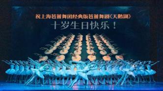 10歲了，48只天鵝組成的“天鵝海洋”依然那么美