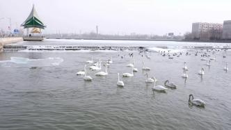 野生天鵝連續第19年在庫爾勒越冬，與市民共迎春天