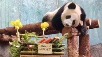 直播丨幸福生活“上新”了！旅俄大熊貓幼崽“喀秋莎”喜提新玩具