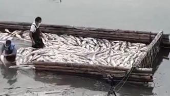 寧波寧海縣通報“施工致水庫魚群死亡”：事發去年9月，補償方案正在協調