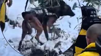 多人因賞雪被困，杭州一警犬協助救出15名驢友