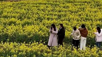 大美中國丨江西會昌千畝油菜花開春意濃