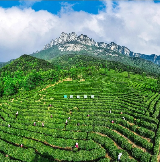 庐山“免票月”背后的文旅突围