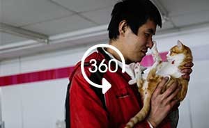 360°全景|“貓神”情侶與29只流浪貓的“浪漫小屋”
