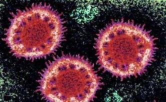 《自然》首次发表新冠论文：武汉病毒所确认病毒进入细胞路径