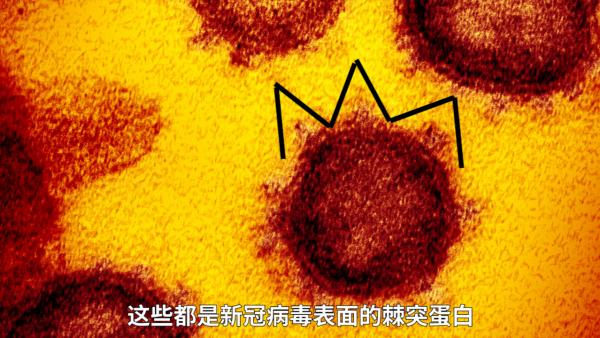 美国公布新冠病毒电镜图：棘突蛋白长这样