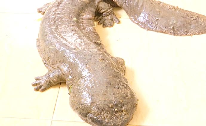 市民在河边捡到娃娃鱼，联系民警放生