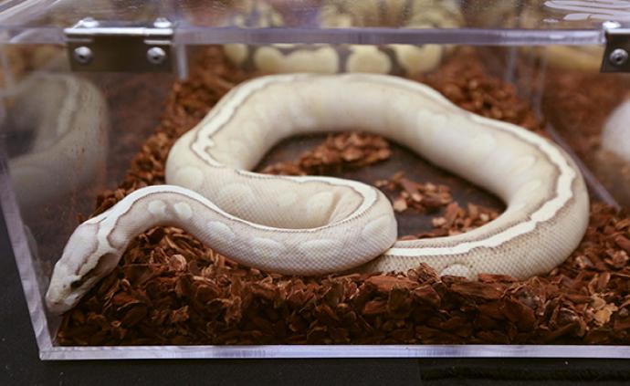 濒危动物球蟒被邮寄贩卖,最高检督促邮政部门整治快递行业