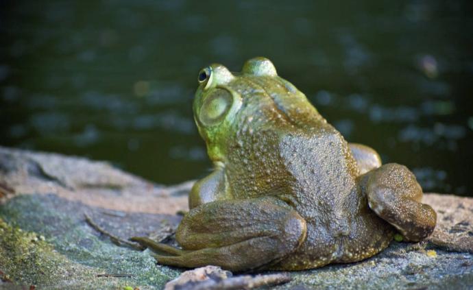 扶贫利器牛蛙是否应禁食?专家:外来入侵物种无需保护