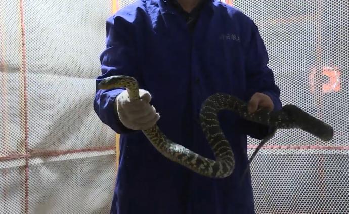 湖北遠安封存多家人工繁育野生動物場所