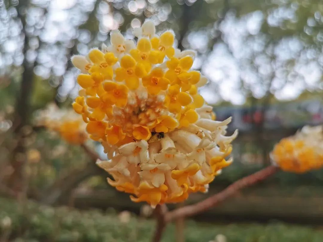 ▲结香花