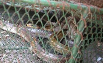 蛇、鳖、鹧鸪在列，广州拟立法禁食四类野生动物最高罚2万