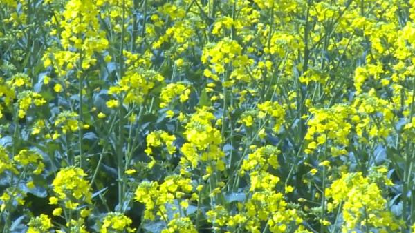 疫情挡不住春天，湖北巴东百亩油菜花盛开