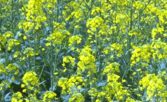 疫情挡不住春天，湖北巴东百亩油菜花盛开