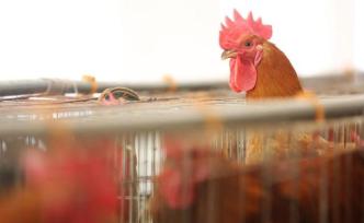 农业农村部：要着力解决家禽产销不畅问题，有序开放活禽市场