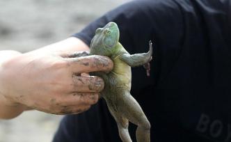 农业农村部：牛蛙、中华鳖等按水生物种管理不列入禁食名录