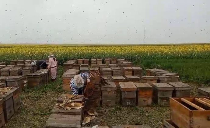 疫情下關注蜂農轉場:錯過花期半年白干